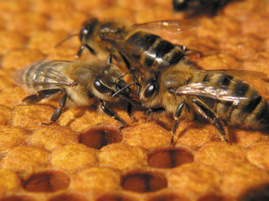 pszczoły na ramce
