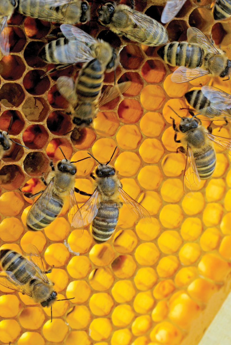 Probiotyki dla pszczół