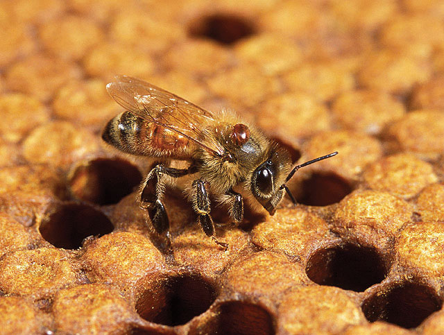 pszczoła z Varroa