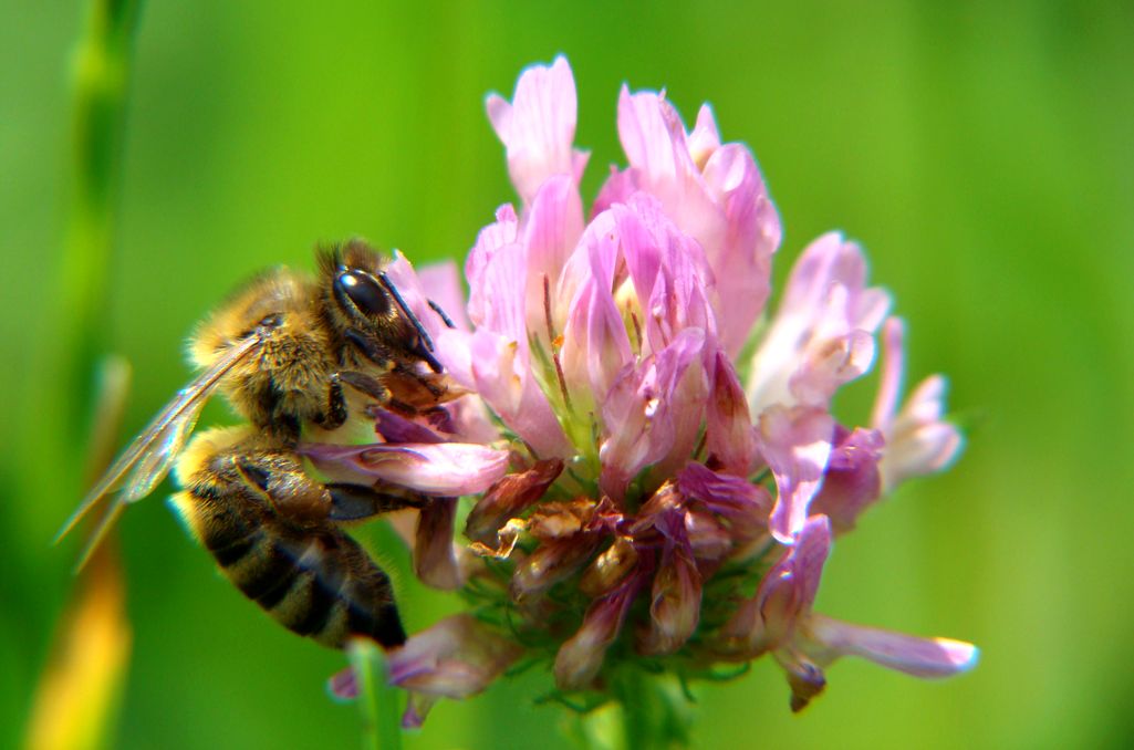 Czy pszczoły to „zagrożenie dla środowiska”? Wyjaśniamy kontrowersje wokół nowego projektu Ministerstwa Klimatu