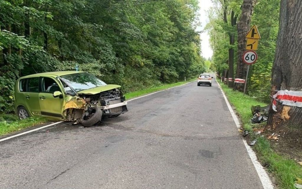 wypadek pszczola drzewo