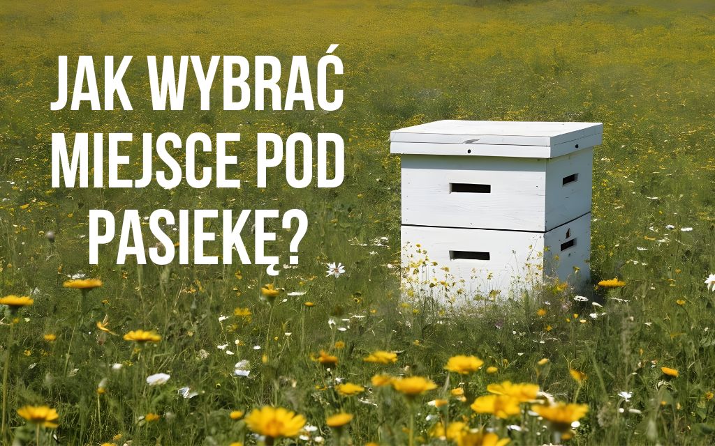 Jak wybrać miejsce pod pasiekę?