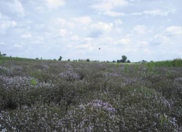 Fot.2. Tymianek w uprawie polowej. Plantacja nasienna