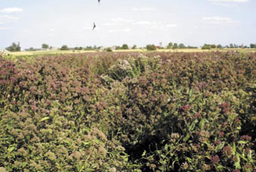 Fot.6. Plantacja lebiodki pospolitej w końcowej fazie kwitnienia