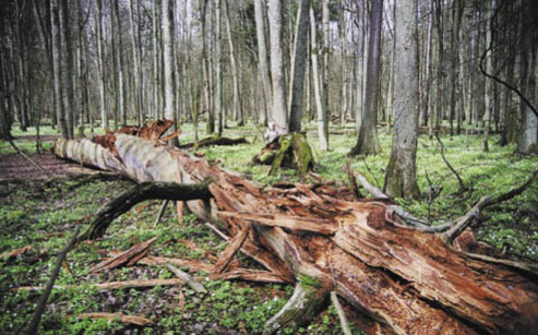 Leżąca sosna bartna