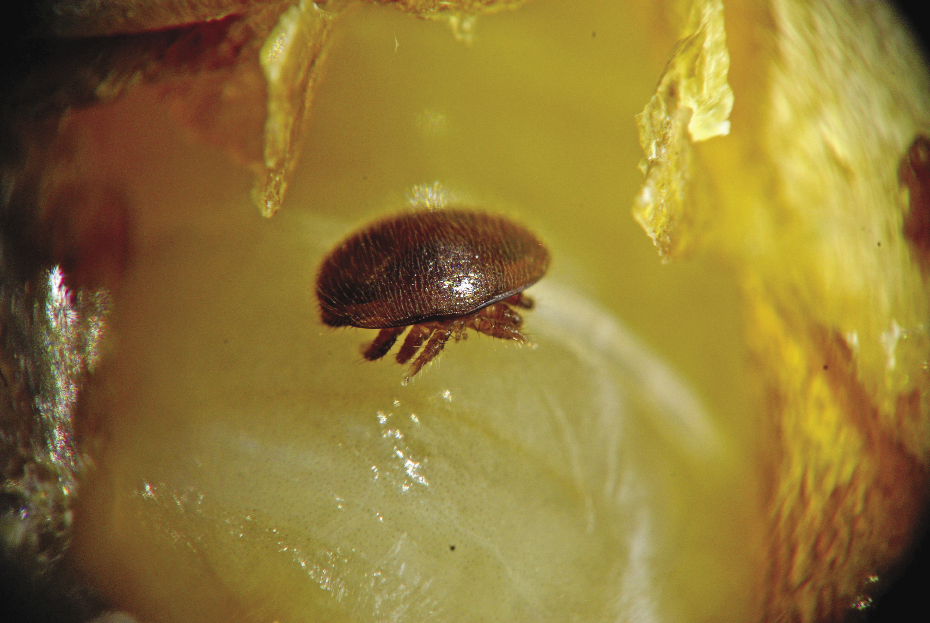 Waroza - Varroa destructor. fot.© Maria i Eugeniusz Sapiołko 