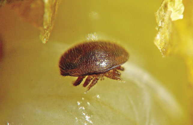 Waroza - Varroa destructor. fot.© Maria i Eugeniusz Sapiołko