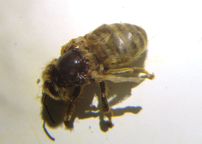 roztocz Varroa destructor