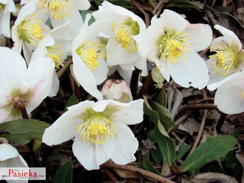 Ciemierniki (Helleborus L.)