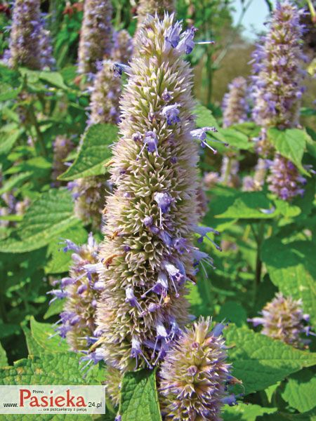 Kłosowiec fenkułowy (Agastache foeniculum (Pursh) Kuntze)