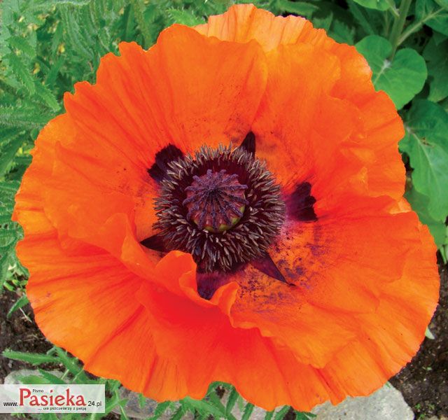 Mak wschodni (Papaver orientale L.)