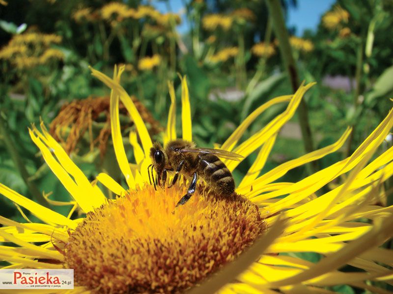 Oman wielki (Inula helenium L.)