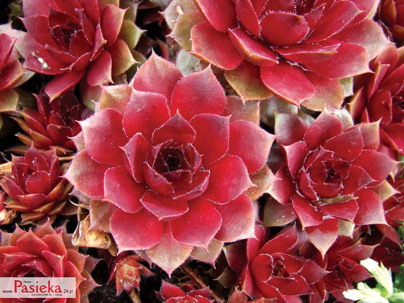 Rojniki (Sempervivum L.)