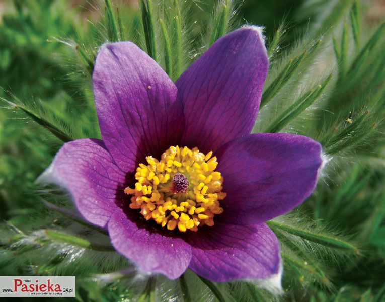 Sasanka zwyczajna (Pulsatilla vulgaris Mill.)