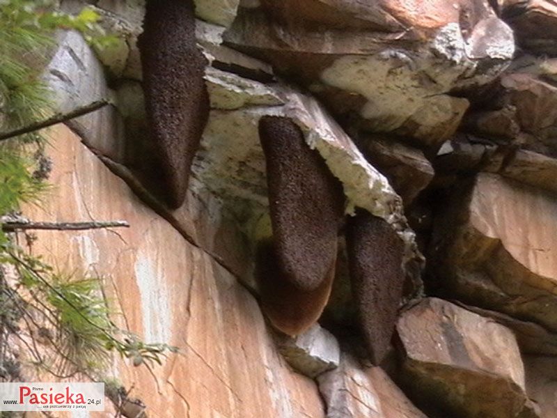 Gniazda A. laboriosa w Himalajach, Bhutan 2008 r.