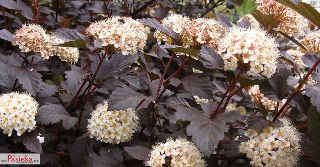 Pasieka nr 75 (krzewy_pecherznica_Physocarpus_opulifolius_Diabolo.jpg)