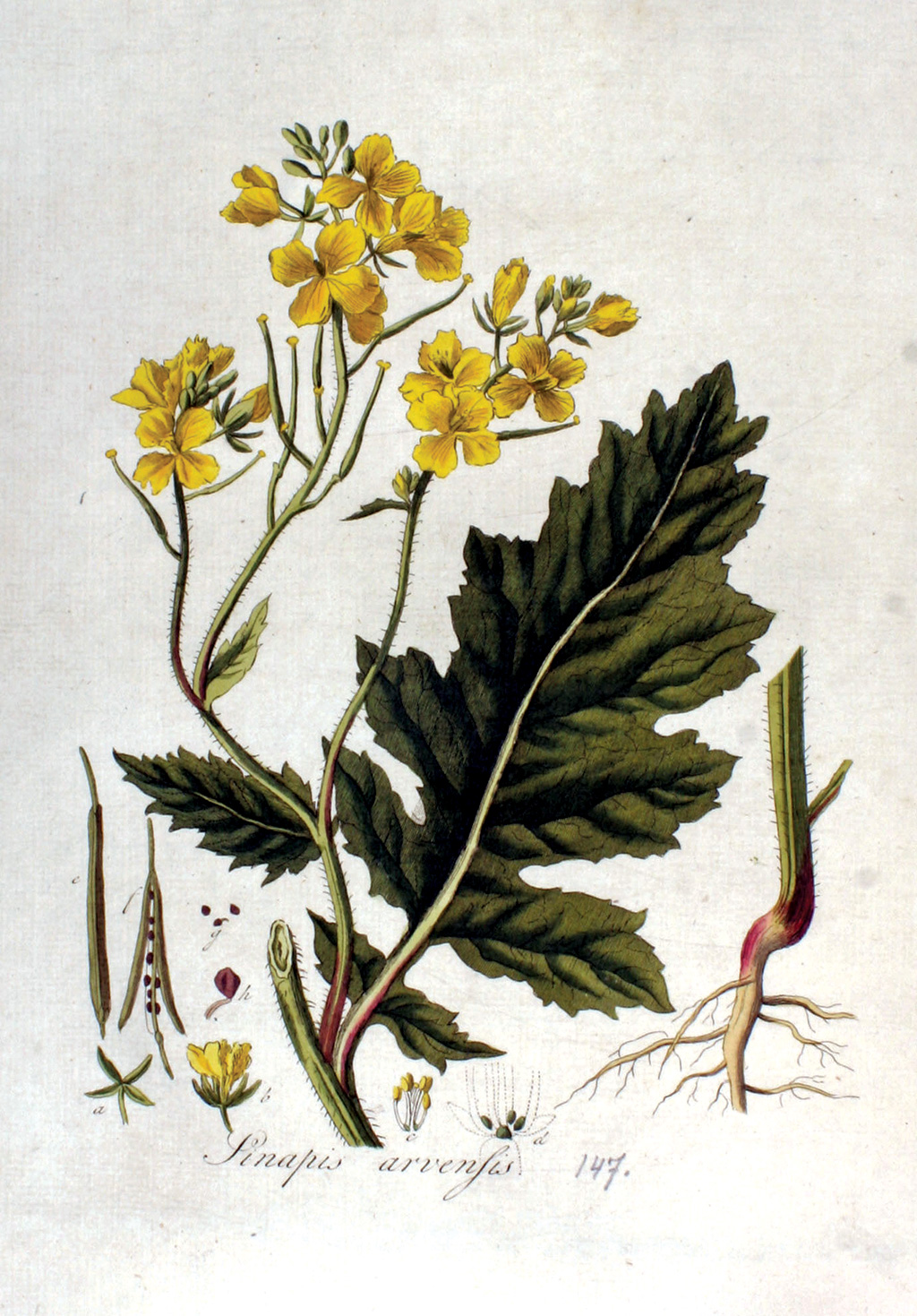 Pasieka nr 81 (przyroda_gorczyca_polna_Sinapis_arvensis_Flora_Batava_Volume_v2.jpg)