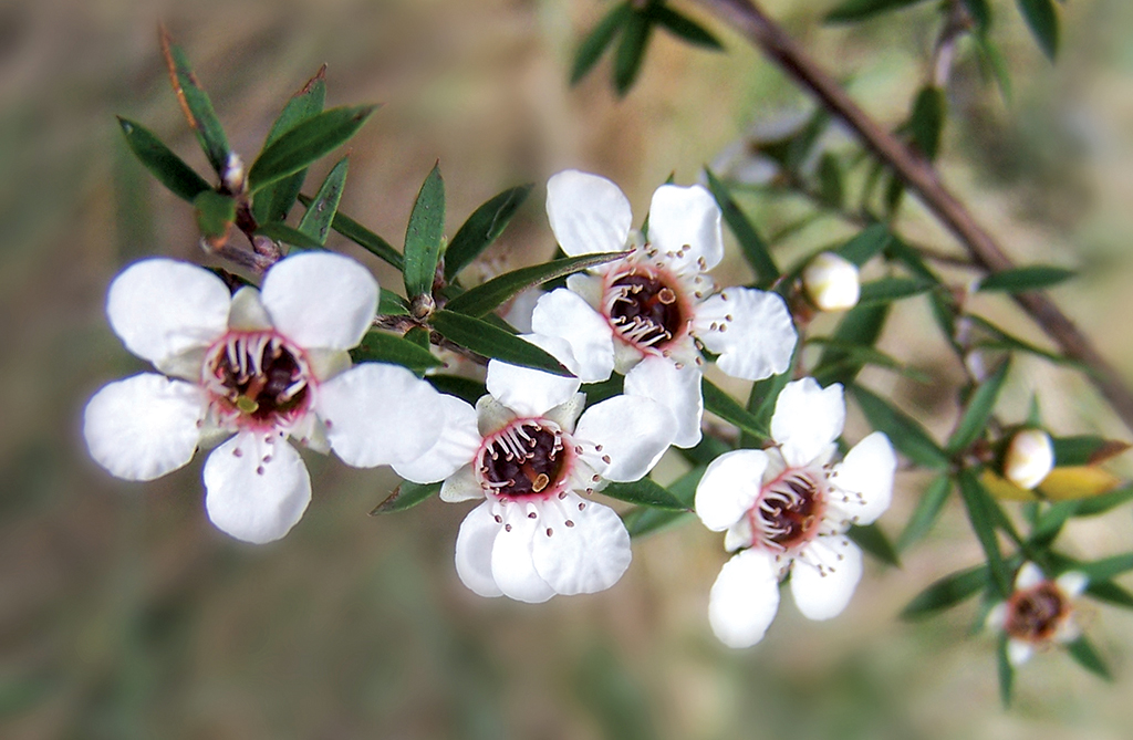 Pasieka nr 84 (manuka-flowers-1378307.jpg)