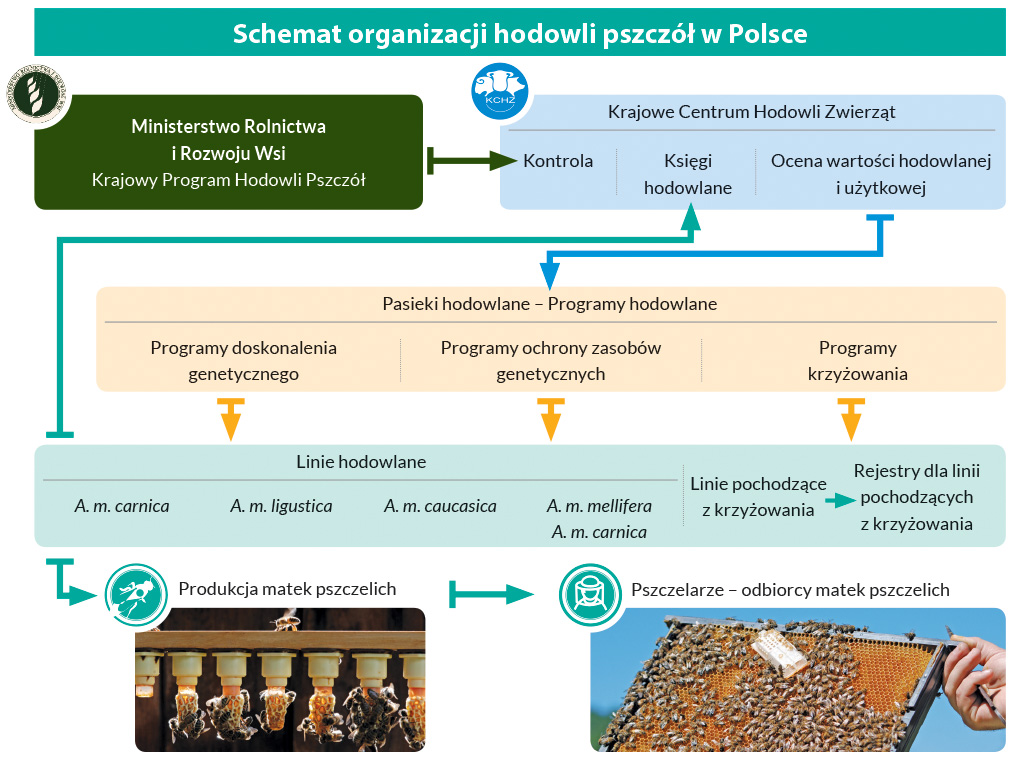 Pasieka nr 96 ([PAS96], lipiec - sierpień 2019, Schemat_organizacji_hodowli_pszczol)