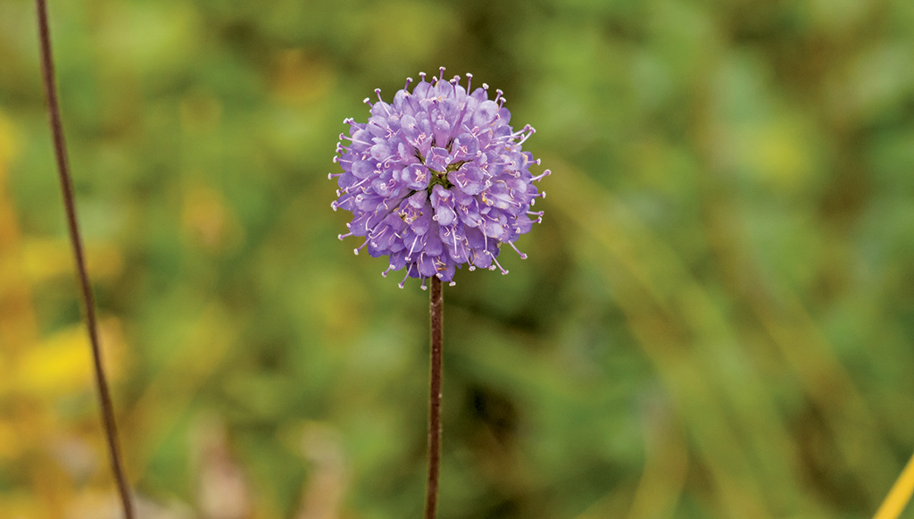 Pasieka nr 96 ([PAS96], lipiec - sierpień 2019, moor-bit-off-2782863)