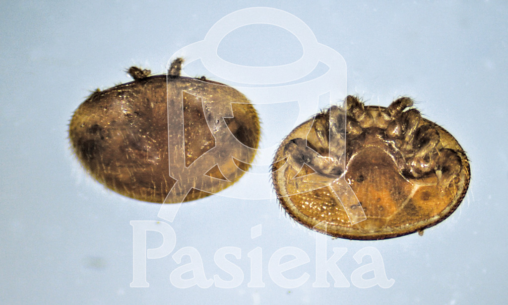 Pasieka nr 96 ([PAS96], lipiec - sierpień 2019, n1_fot-1)