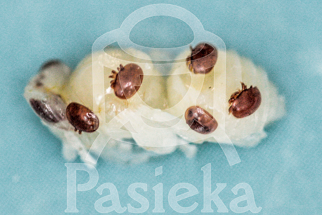 Pasieka nr 96 ([PAS96], lipiec - sierpień 2019, n1_fot-5)