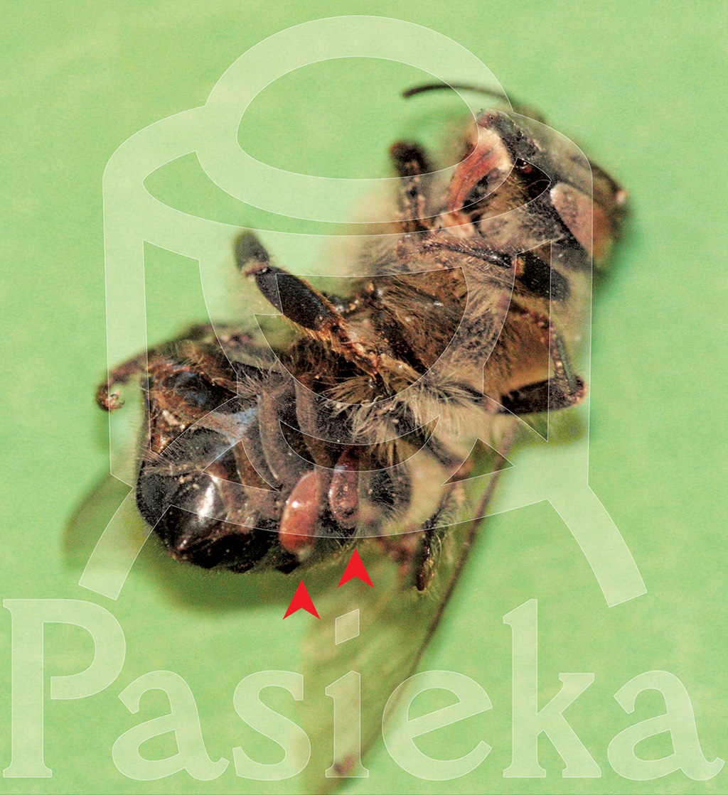 Pasieka nr 96 ([PAS96], lipiec - sierpień 2019, n1_fot-6)