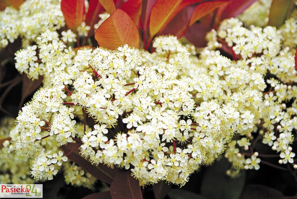 photinia-748763 