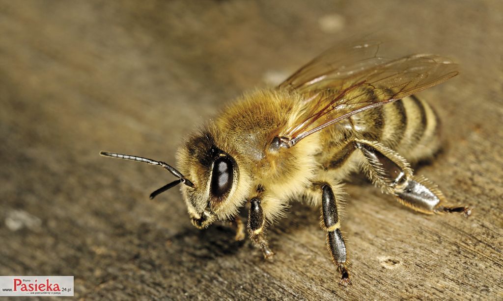 pszczola_krainska_Apis_mellifera_carnica_worker_hive_entrance_3%20(1)