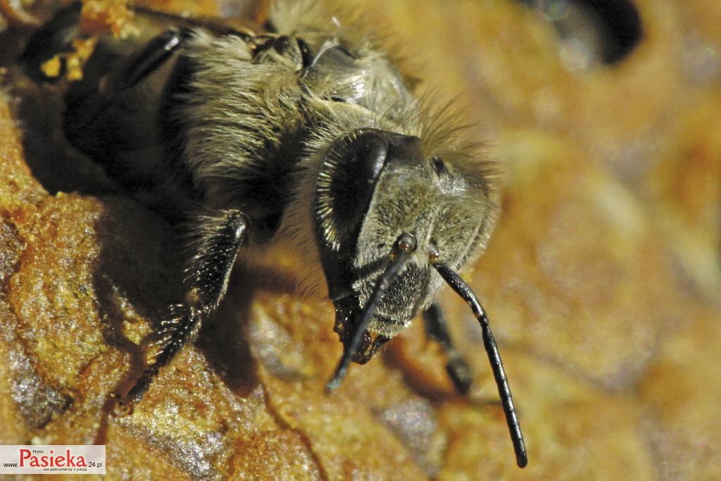 pszczola_srodkowoeuropejska_Birth_of_black_bee_(Apis_mellifera_mellifera)6