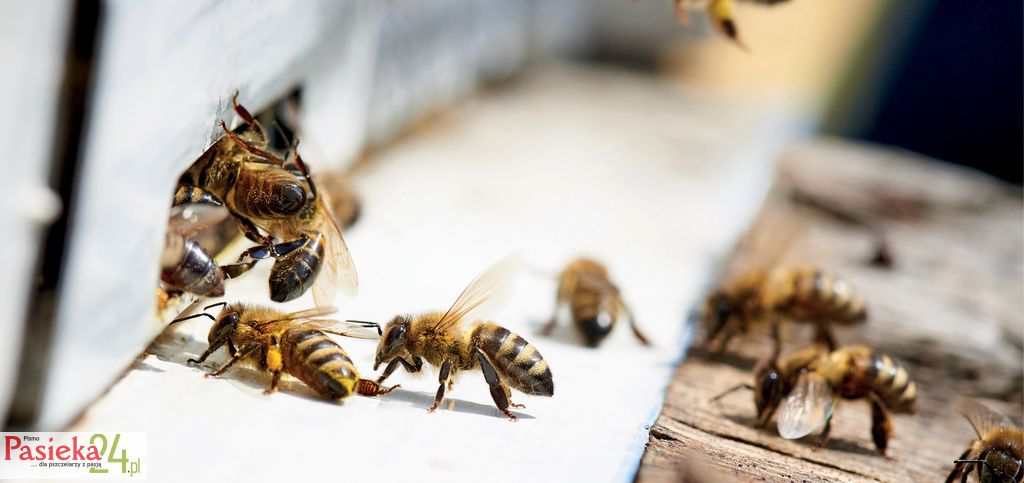 Honey bee in the entrance to a wooden beehive.