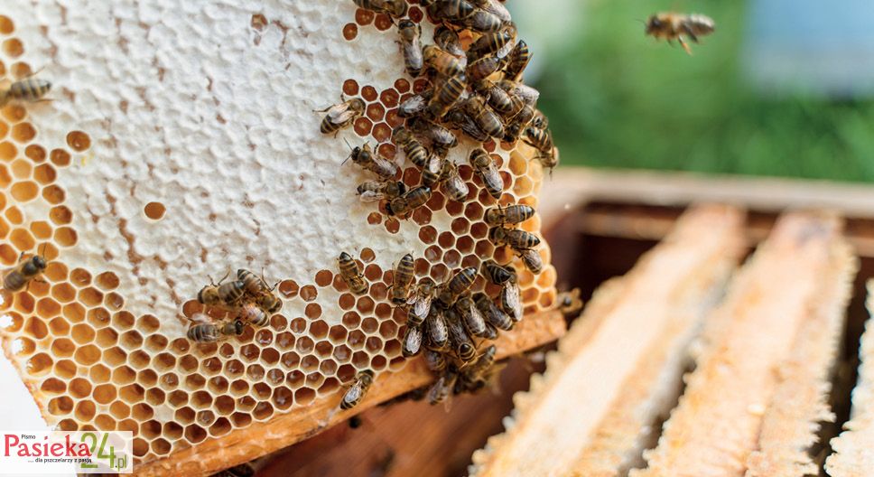 Macro photo of working bees on honeycombs. Beekeeping and honey production image