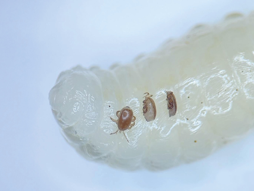 Tropilaelaps na larwie pszczoły miodnej