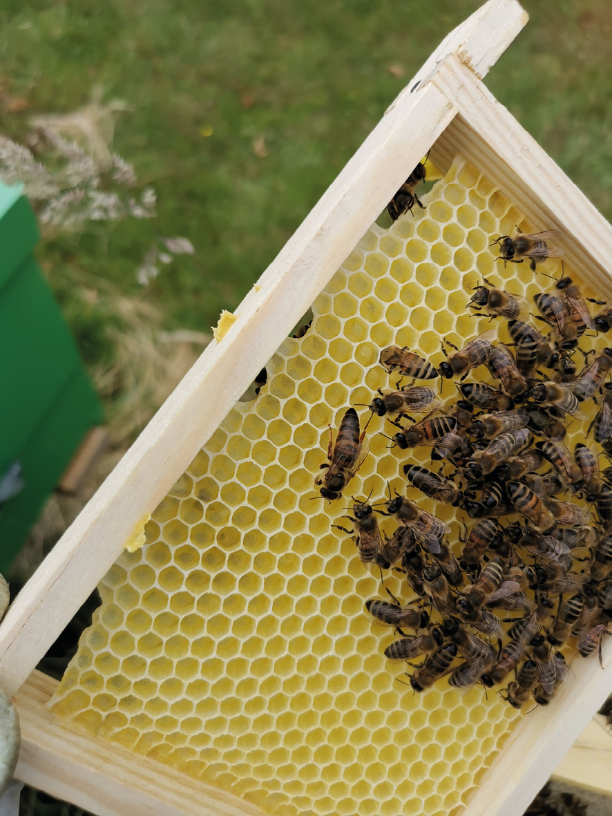 Młoda matka składająca pierwsze jaja.