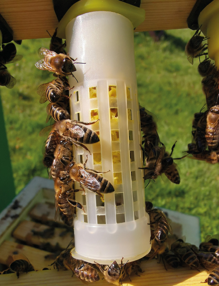 Fot. 5. Zaizolowany matecznik.