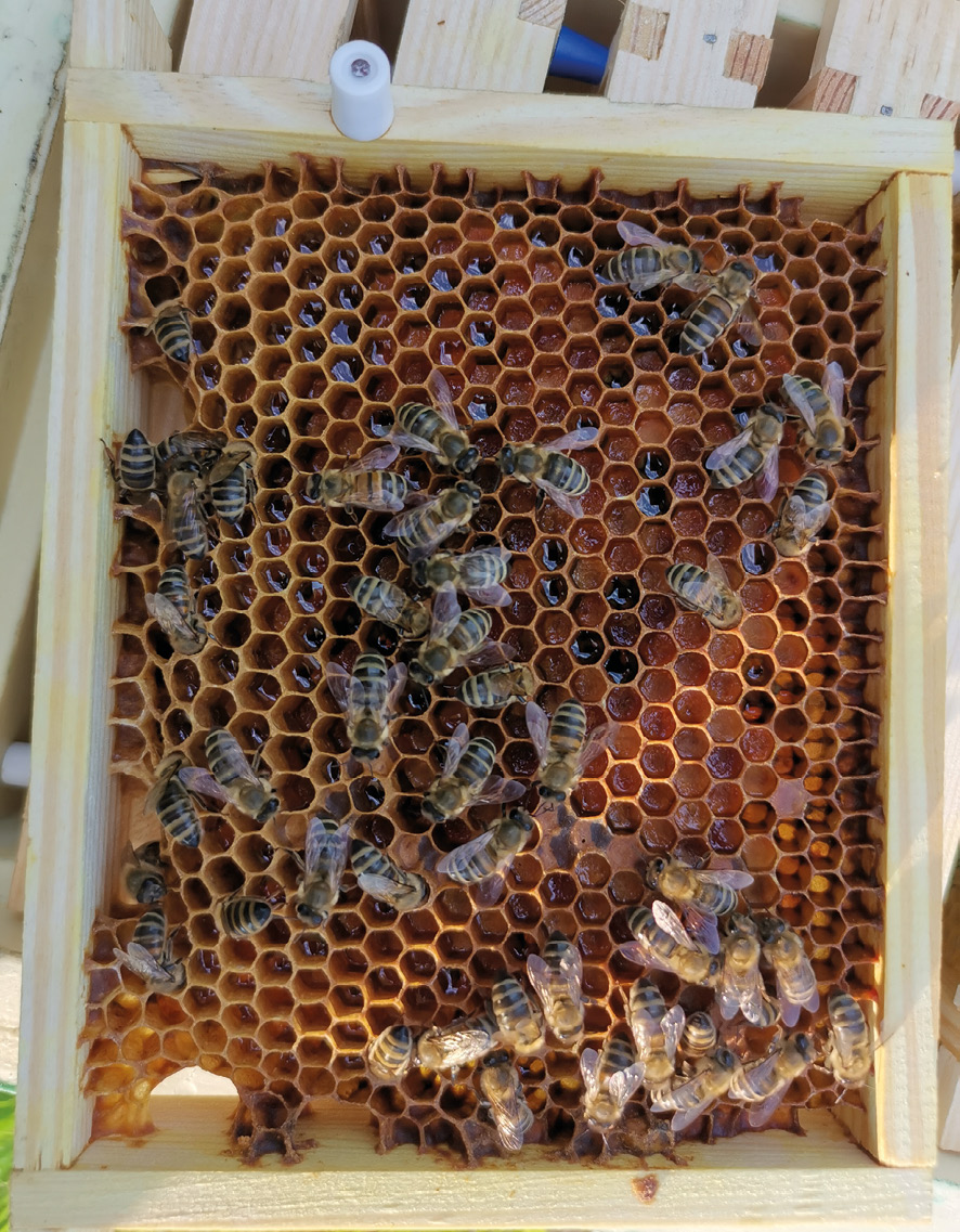 Fot. 9. Zapas pierzgi.