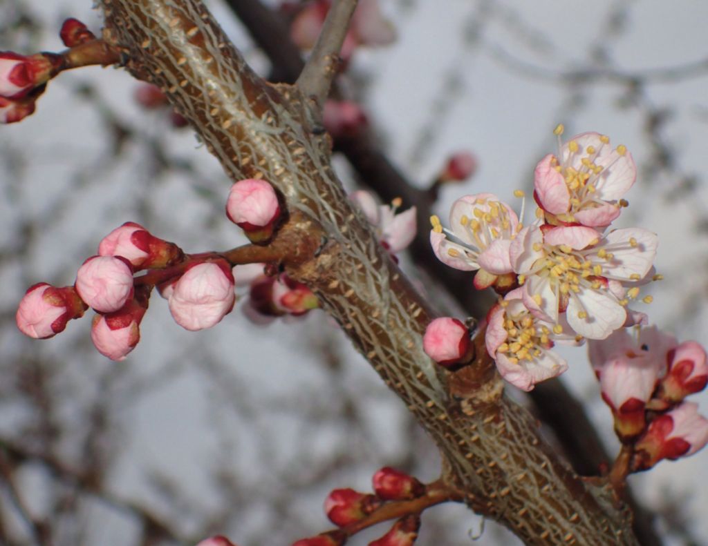 Fot. 1. Kwitnąca morela mandżurska (<i>Prunus mandshurica</i> (Maximowicz) Koehne.).
