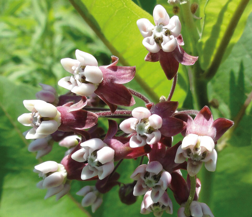 Trojeść amerykańska (Asclepias syriaca).