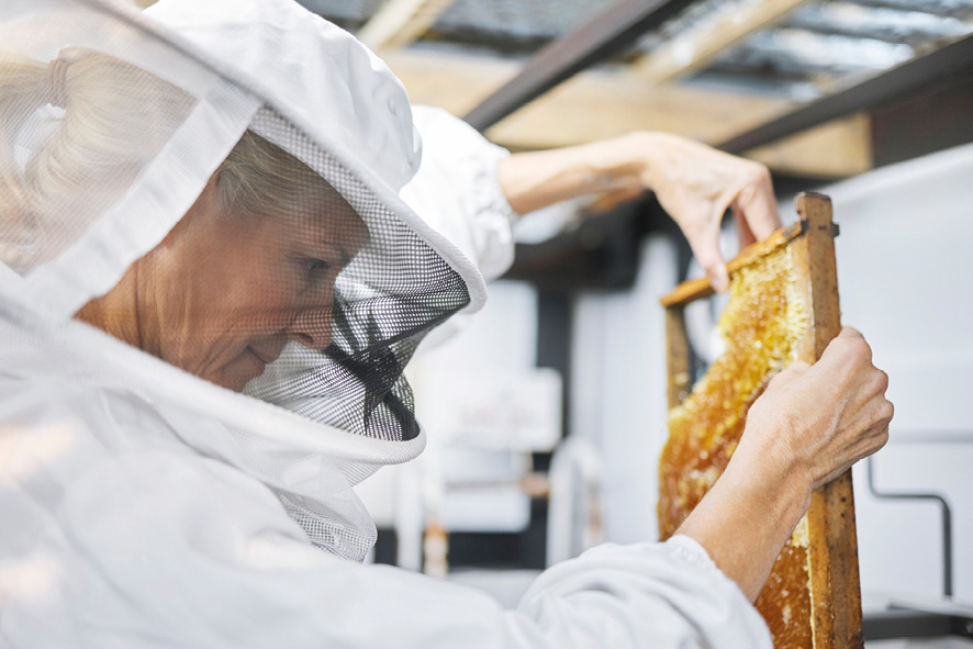 Bee farm, honey frame and woman putting honeycomb into extractor machine in factory. Beekeeper, manufacturing and female small business farmer in safety suit holding beehive for harvest at plant