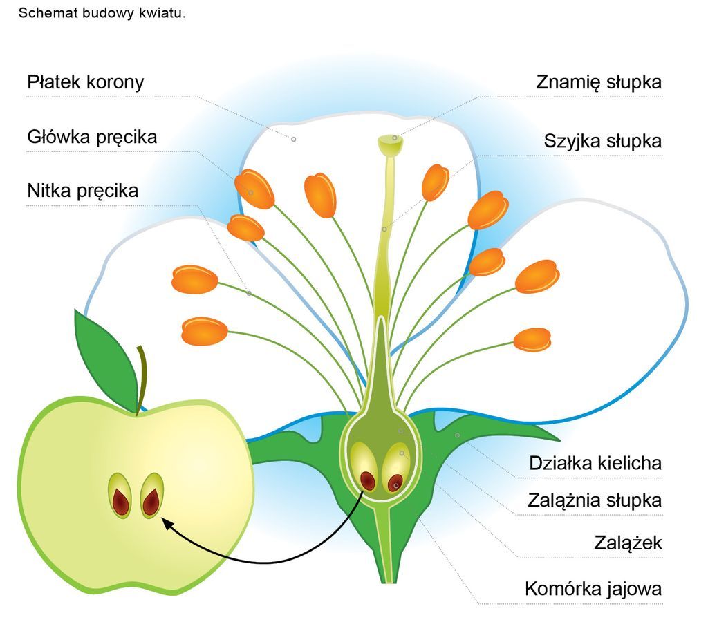 schemat budowy kwiatu
