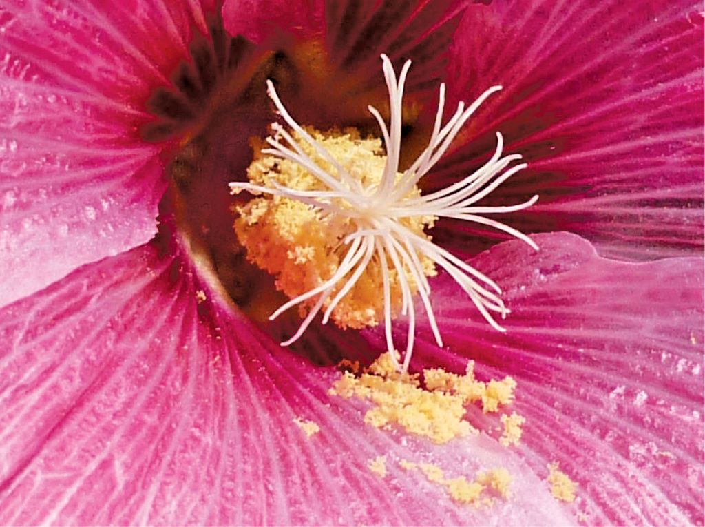 Malwa-rozowa-2