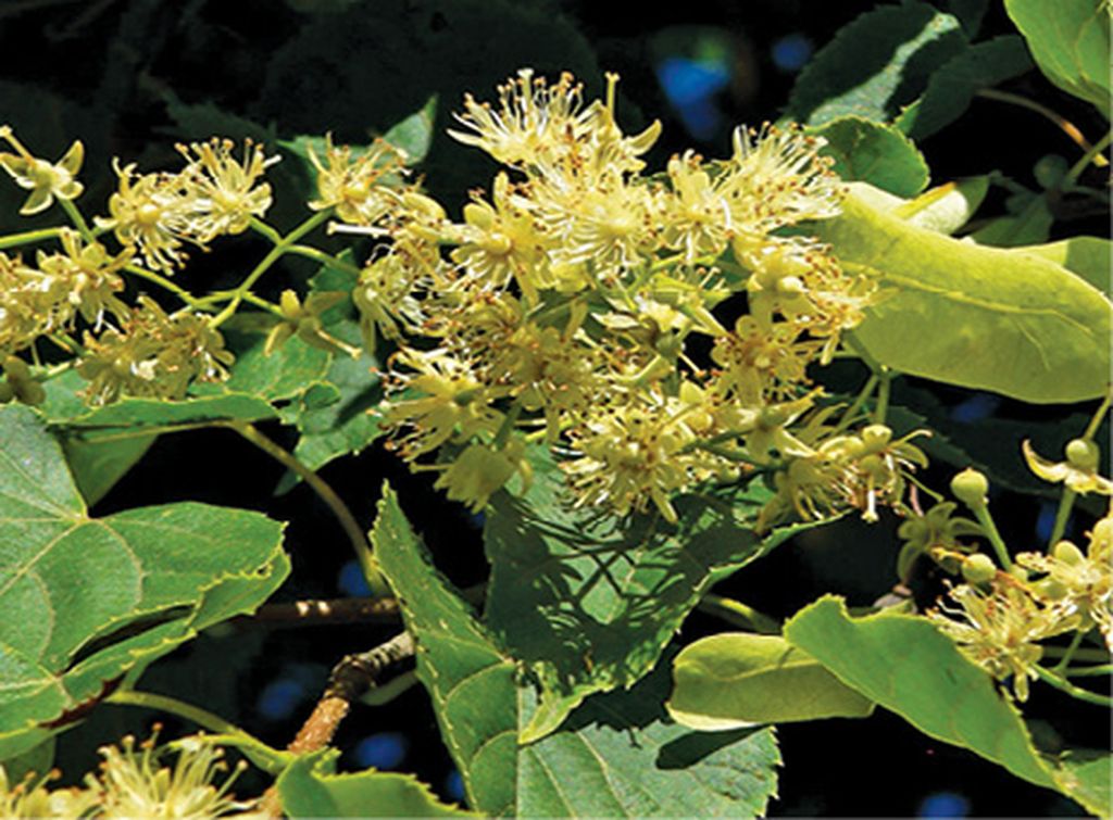 Tilia_insularis_3