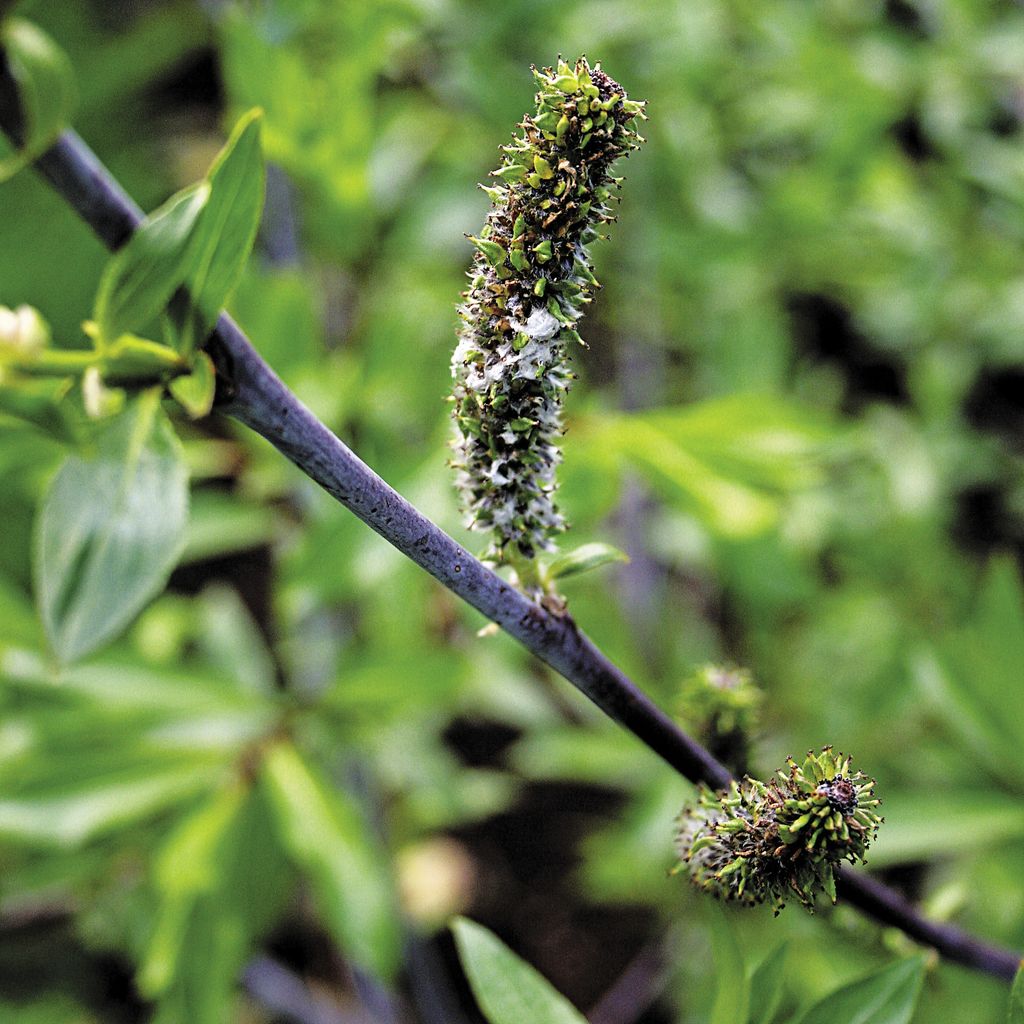 Weide_(Salix_daphnoides)_5831