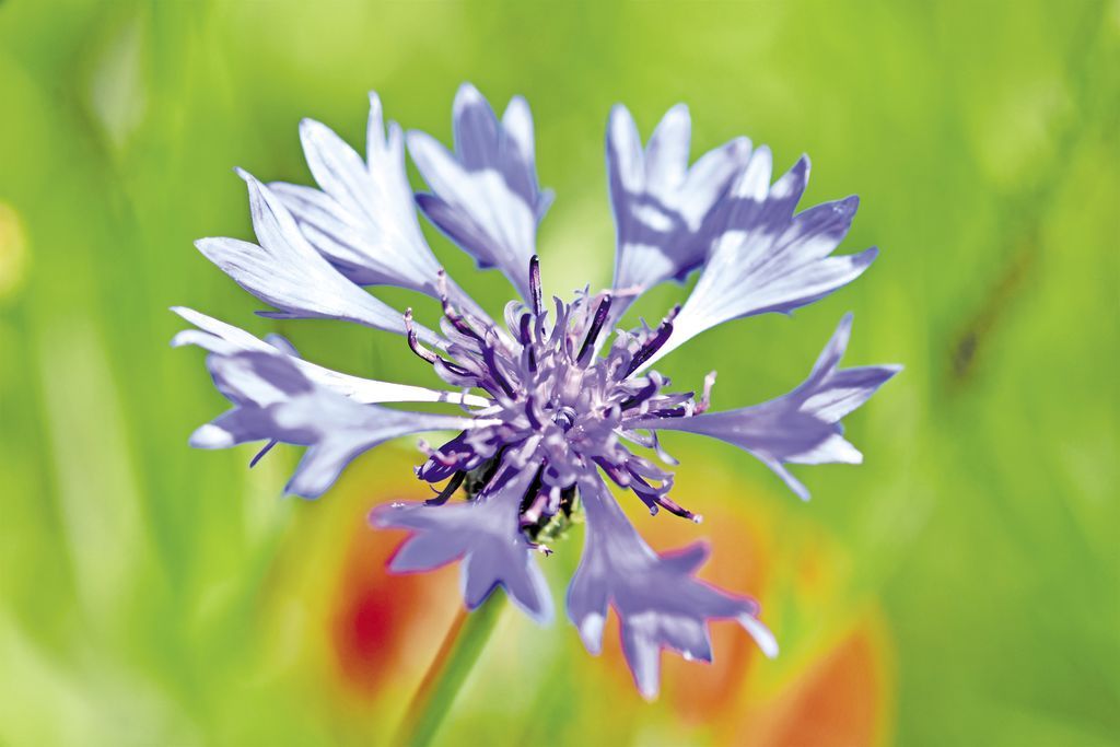 alpine-cornflower-3441347