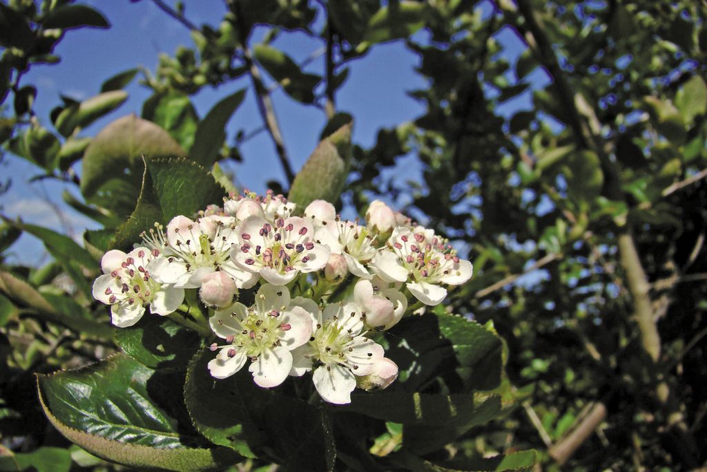 aronia_czarna_(1)