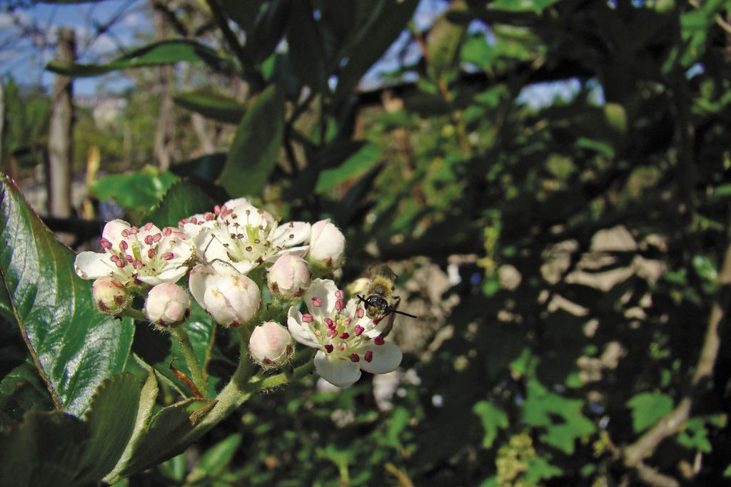 aronia_czarna_(8)