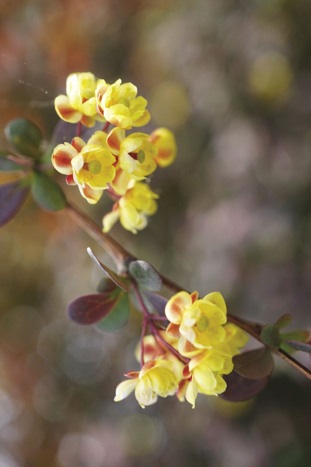berberys_Thunberga_(3)
