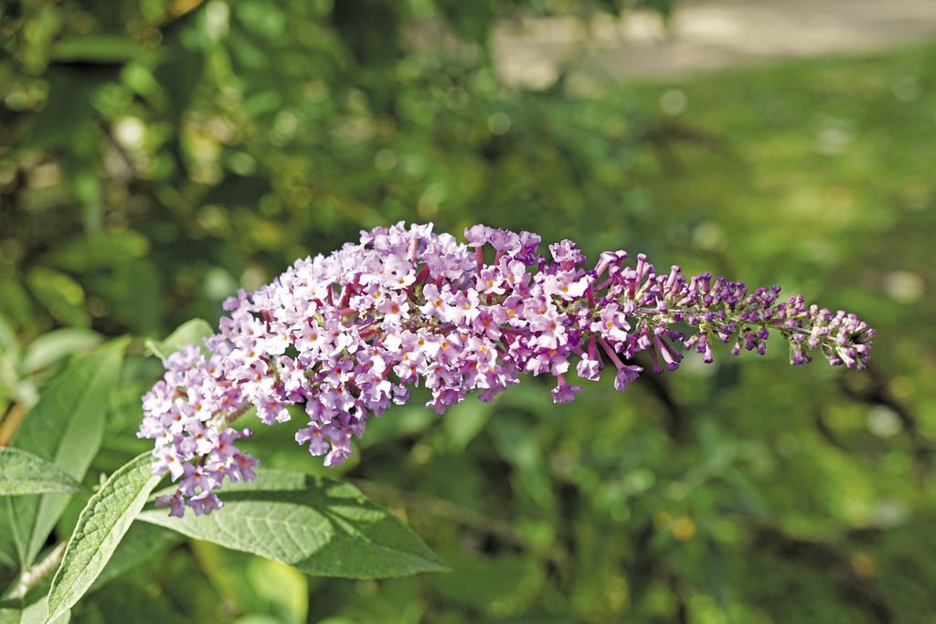 budleja_Dawida_(4)