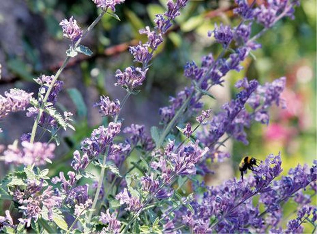 catnip-1326441
