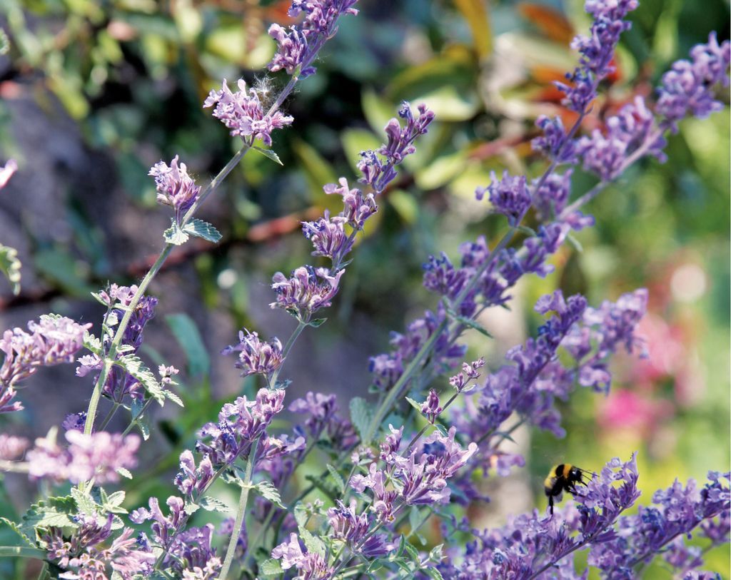 catnip-1326441